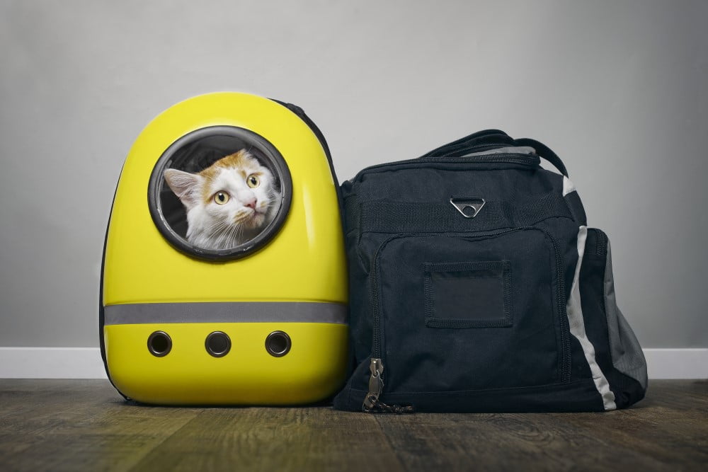 Kuffert og kat i transportkasse