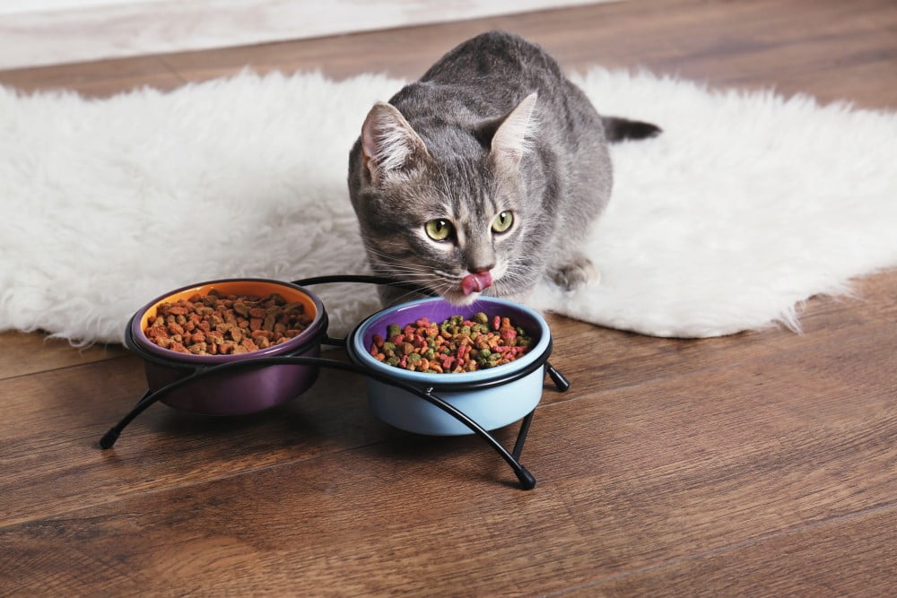 Kat foran sine madskåle